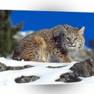 Bobcat Cold Stare A1 Xlarge Canvas