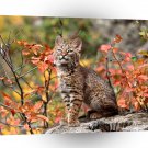 Bobcat Kitten A1 Xlarge Canvas