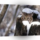 Bobcat Kitten Valley Montana A1 Xlarge Canvas