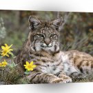 Bobcat Montana A1 Xlarge Canvas