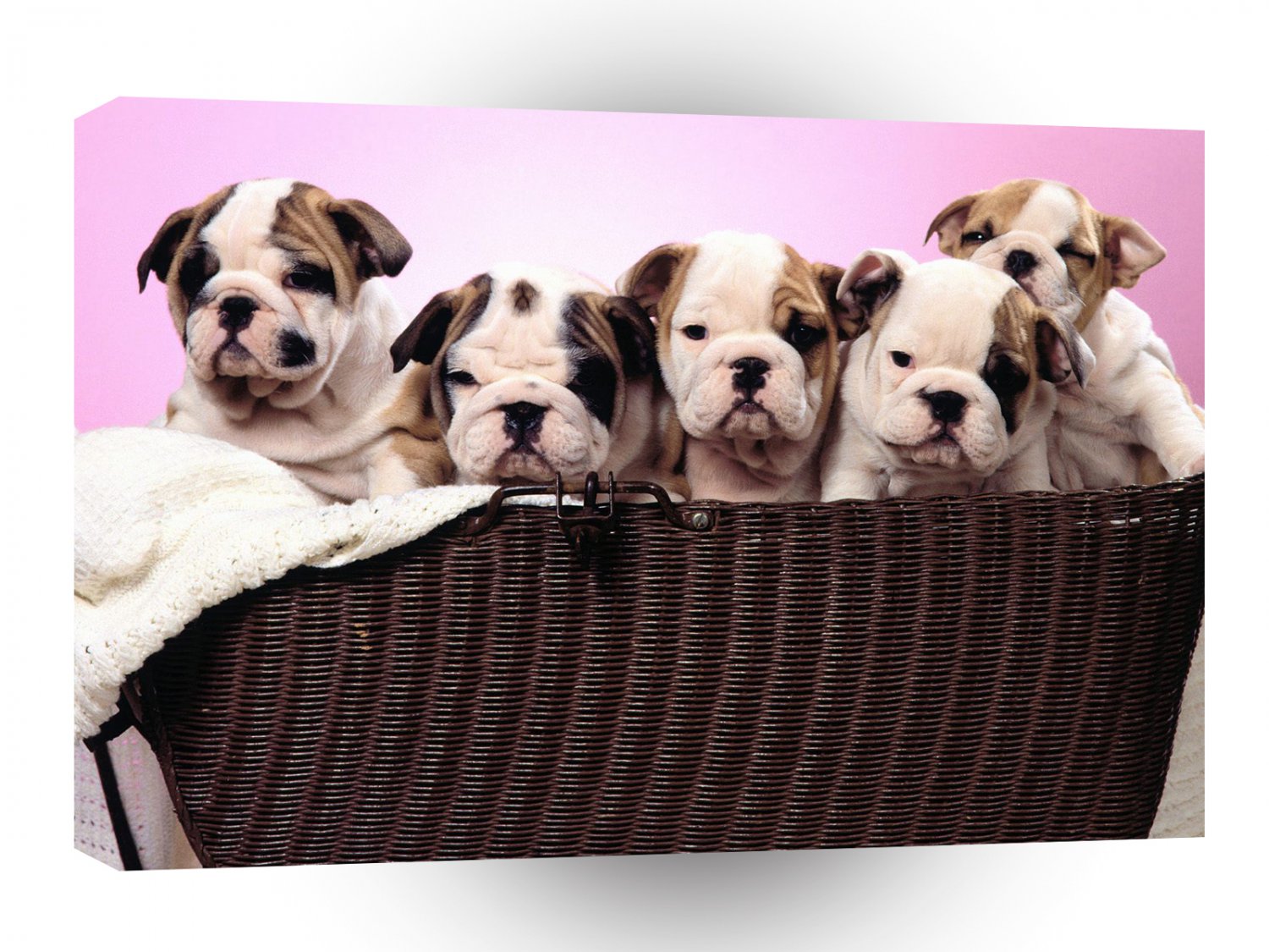 Bulldog Basket Cases A1 Xlarge Canvas