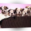Bulldog Basket Cases A1 Xlarge Canvas