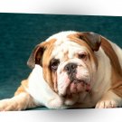 Bulldog Bone To Pick With You A1 Xlarge Canvas