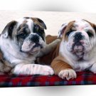 Bulldog Buddies A1 Xlarge Canvas