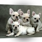 Bulldog Family Gathering French A1 Xlarge Canvas