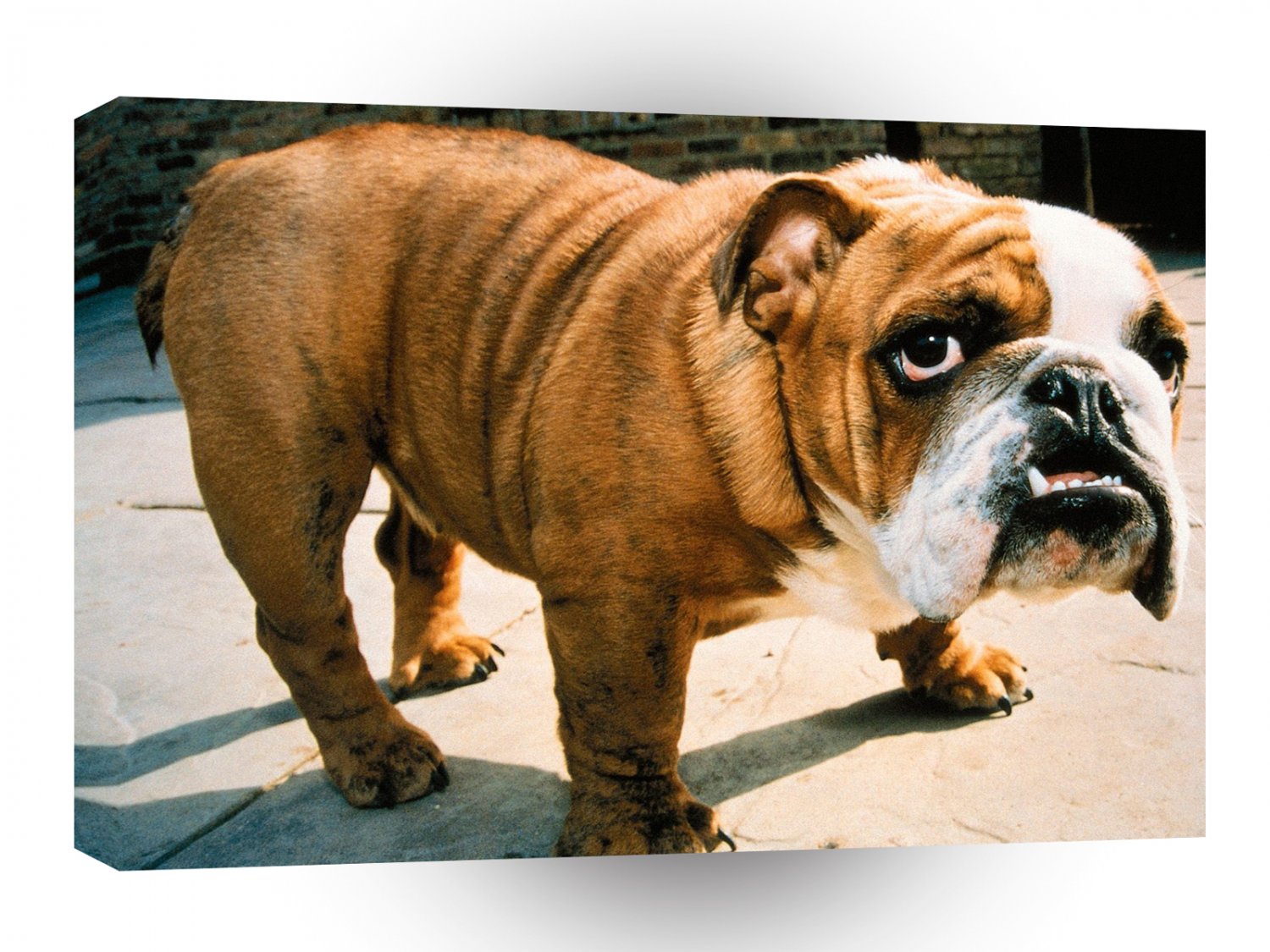Bulldog It Wasnt Me A1 Xlarge Canvas