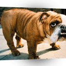 Bulldog It Wasnt Me A1 Xlarge Canvas