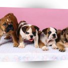 Bulldog The Usual Suspects A1 Xlarge Canvas