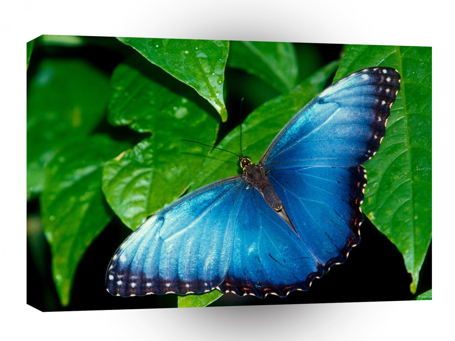 Butterflies Blue Morpho A1 Xlarge Canvas