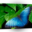 Butterflies Blue Morpho A1 Xlarge Canvas