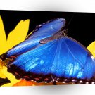 Butterflies Blue Morpho Butterfly A1 Xlarge Canvas