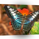 Butterflies Clipper A1 Xlarge Canvas