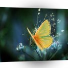 Butterflies Colours Of Rainbow A1 Xlarge Canvas