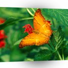 Butterflies Cruiser Malaysia A1 Xlarge Canvas