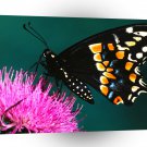 Butterflies Gathering A1 Xlarge Canvas