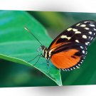 Butterflies Golden Helicon A1 Xlarge Canvas