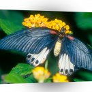 Butterflies Great Mormon Butterfly A1 Xlarge Canvas