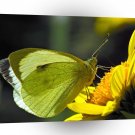 Butterflies Green Catcher A1 Xlarge Canvas