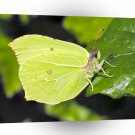 Butterflies Green Leaf A1 Xlarge Canvas