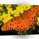 Butterflies Gulf Fritillary A1 Xlarge Canvas