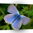Butterflies Hairy Blue Mist A1 Xlarge Canvas