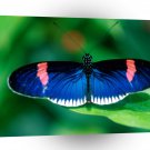 Butterflies Heliconius Erato A1 Xlarge Canvas