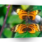 Butterflies Longwing Butterfly A1 Xlarge Canvas