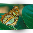 Butterflies Malachite Butterfly A1 Xlarge Canvas