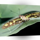 Butterflies Malachite Butterfly Florida A1 Xlarge Canvas