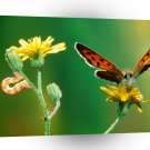 Butterflies Marvelous Metamorphosis A1 Xlarge Canvas