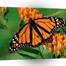 Butterflies Monarch Butterfly A1 Xlarge Canvas