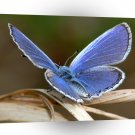 Butterflies Mr Blue A1 Xlarge Canvas