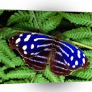 Butterflies Myscelia Cyaniris A1 Xlarge Canvas