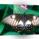 Butterflies Orchard Butterfly A1 Xlarge Canvas