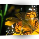 Butterflies Painted Lady A1 Xlarge Canvas