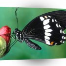 Butterflies Papilio Polytes Butterfly A1 Xlarge Canvas