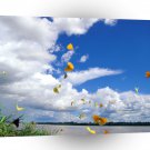 Butterflies Pierides Amazon River A1 Xlarge Canvas