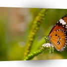 Butterflies Red Admiral A1 Xlarge Canvas