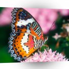 Butterflies Red Lacewing Butterfly A1 Xlarge Canvas