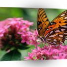 Butterflies Rounds Social Butterfly A1 Xlarge Canvas