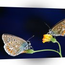 Butterflies Spring Fling A1 Xlarge Canvas
