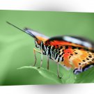 Butterflies Stand At Attention A1 Xlarge Canvas