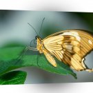 Butterflies Swallow Tail Butterfly A1 Xlarge Canvas