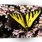 Butterflies Tiger Swallowtail A1 Xlarge Canvas