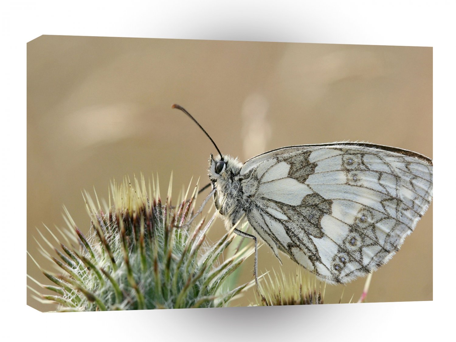 Butterflies Under Belly Patterned A1 Xlarge Canvas