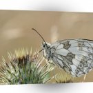 Butterflies Under Belly Patterned A1 Xlarge Canvas