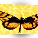 Butterflies Wings Of Gold A1 Xlarge Canvas