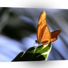 Butterfly About Its Business A1 Xlarge Canvas