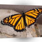 Butterfly Orange Winged A1 Xlarge Canvas