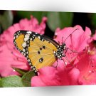 Butterfly Summer Picnic A1 Xlarge Canvas